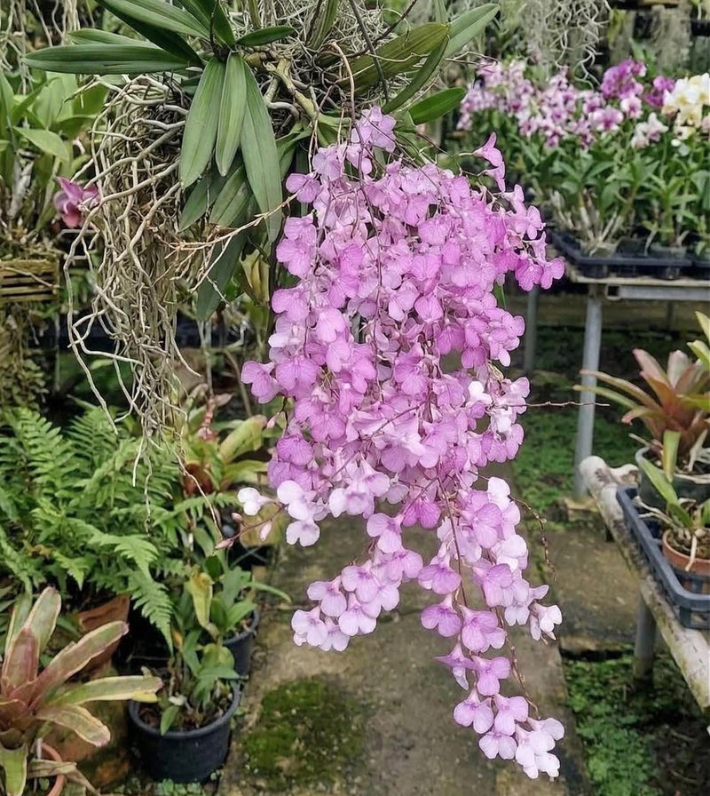 Ionopsis utricularioides Orchid Plant : Mounted Epiphytic Species (Bloom Size)