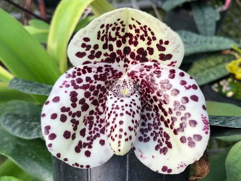 Paphiopedilum bellatulum Orchid Plant (Bloom Size) – Spotted Petals