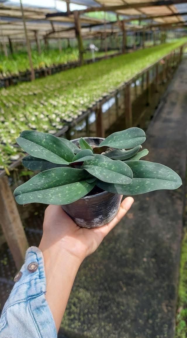 Paphiopedilum bellatulum Orchid Plant (Bloom Size) – Spotted Petals