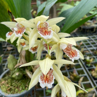 Coelogyne asperata