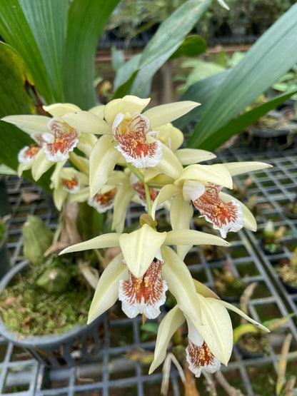 Coelogyne asperata