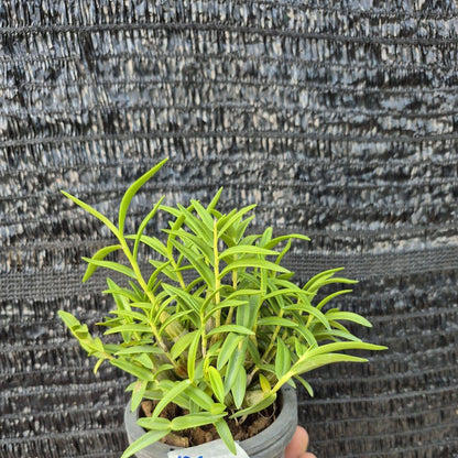 Dendrobium faciferum