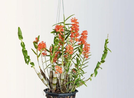 Dendrobium faciferum