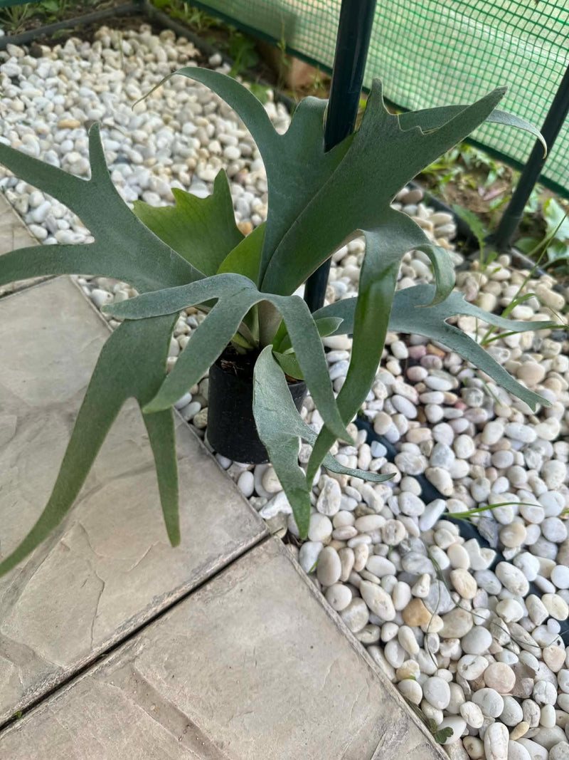 Platycerium willinckii Yellow Moon 1 Plant
