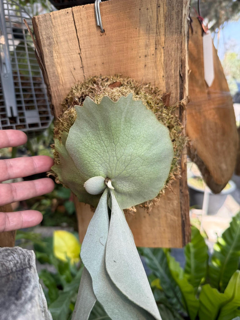 Platycerium willinckii Moonlight Sporing 1 Plant
