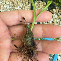 Pleione maculata