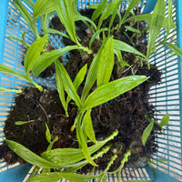 Pleione maculata