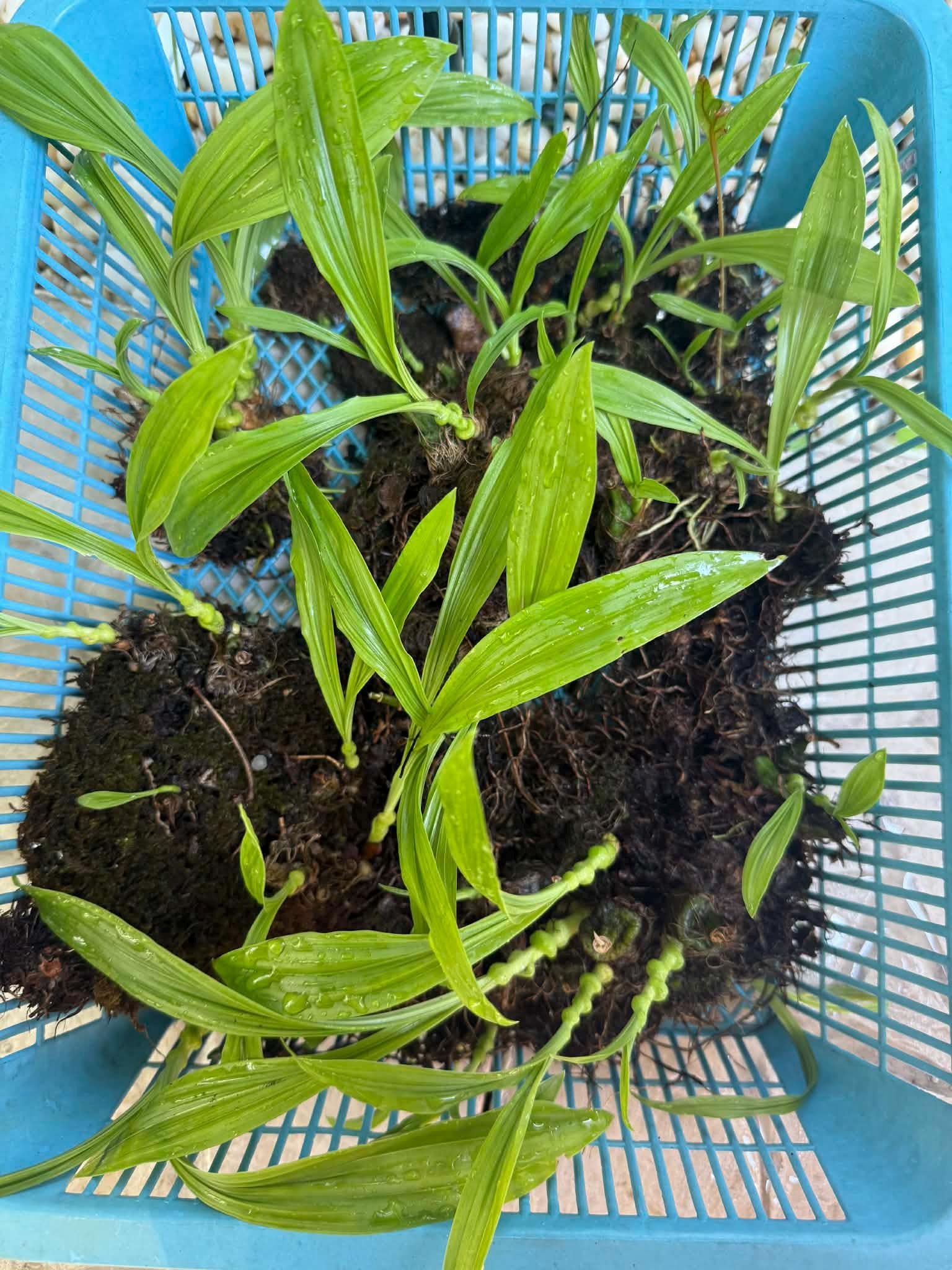 Pleione maculata