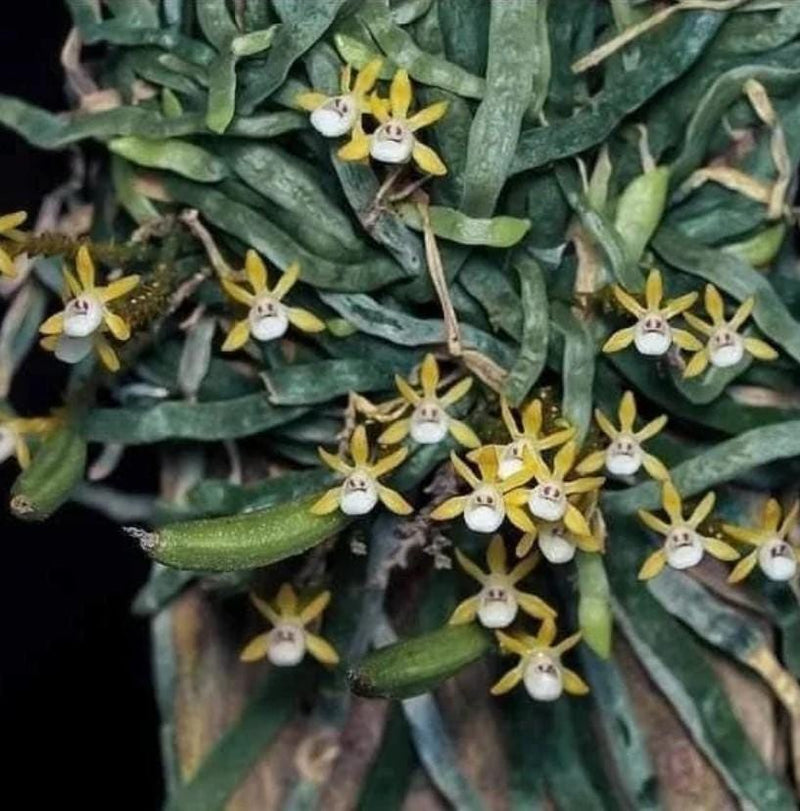 Taeniophyllum obtusum 1 Plant Orchid Species (Bloom Size)