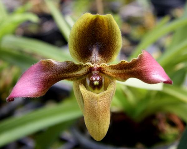 Paphiopedilum hirsutissimum Orchid Plant – Bloom Size Lady Slipper Orchid