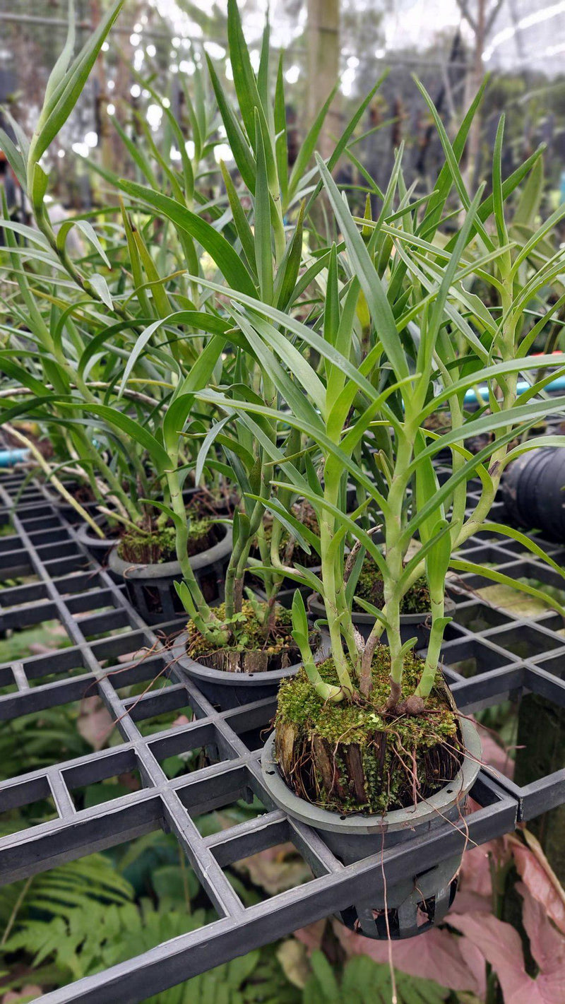 Eria albolutea Orchid Plant: Bloom Size Species Live Pot Plant
