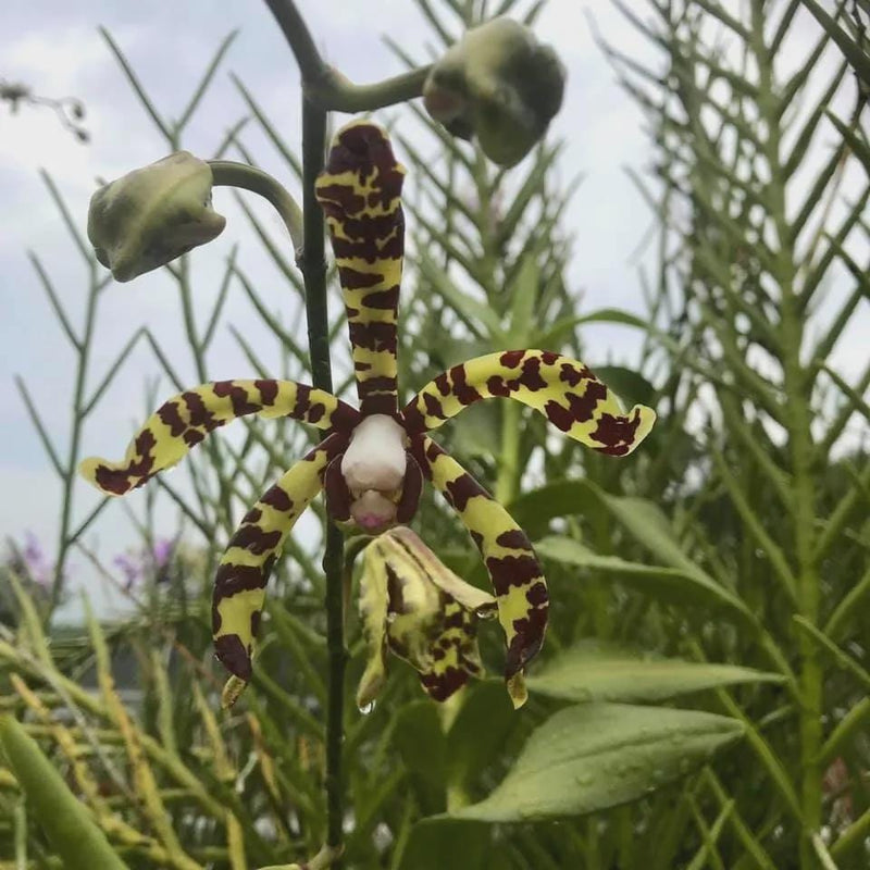 x2 Arachnis flos-aeris Orchid Plant Airy Spider Orchid, Easy Growing Epiphyte