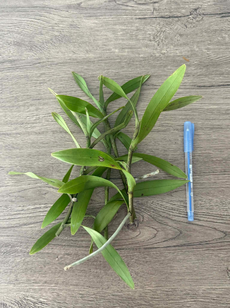 x2 Arachnis flos-aeris Orchid Plant Airy Spider Orchid, Easy Growing Epiphyte