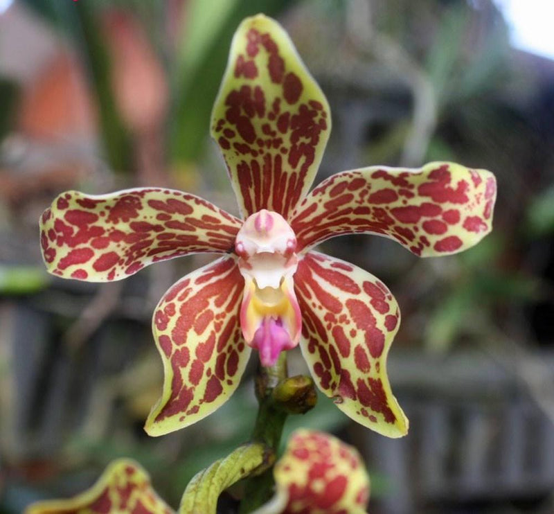 x2 Vandopsis lissochiloides  (Rare Collector's Species – Giant Vandopsis Orchid)