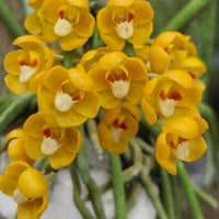 Chiloschista nakornpanomensis
