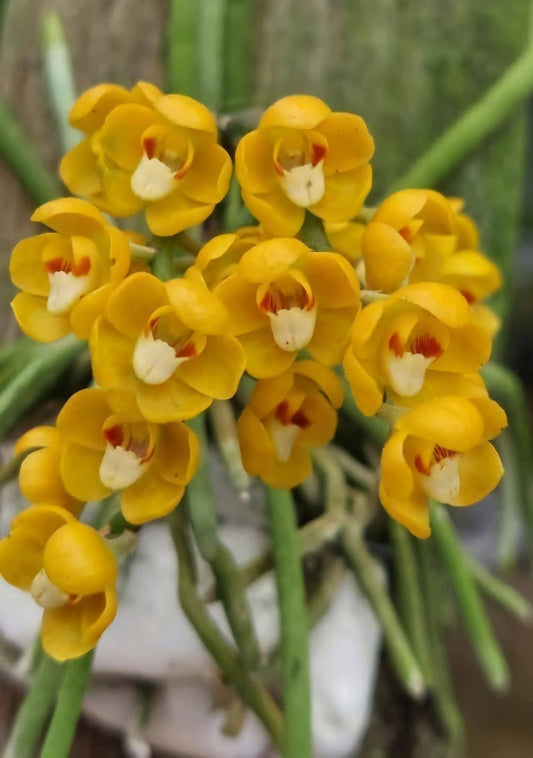 Chiloschista nakornpanomensis