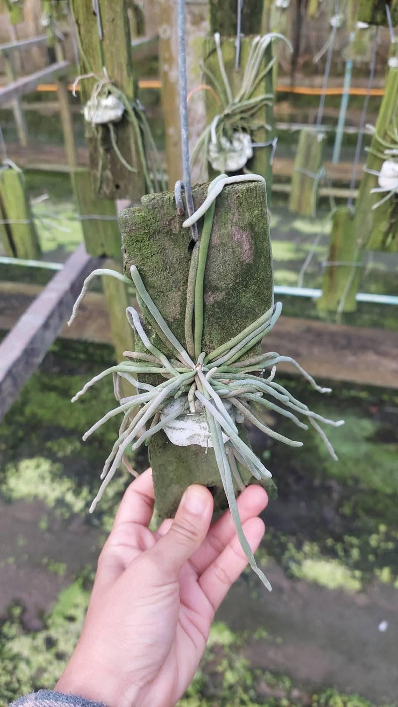 Chiloschista nakornpanomensis 1 Plant Orchid Species (Bloom Size) leafless orchid collection