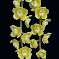 Chiloschista parishii
