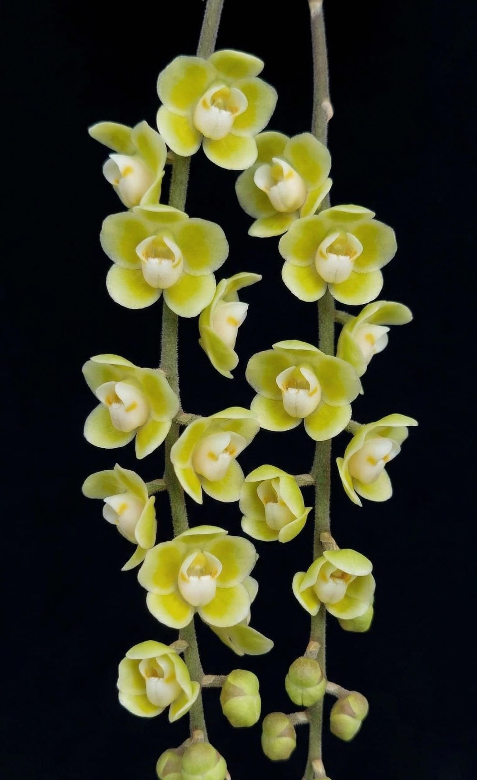 Chiloschista parishii
