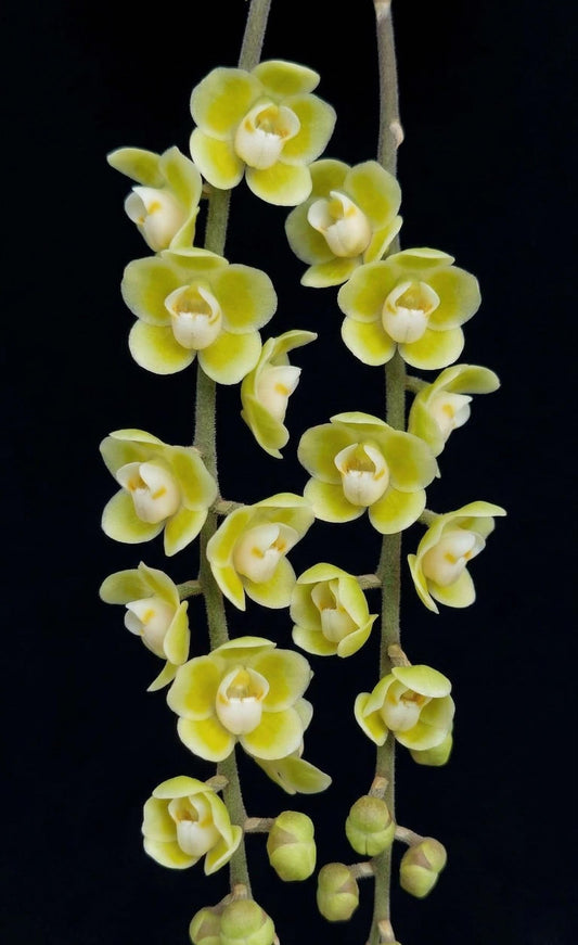 Chiloschista parishii