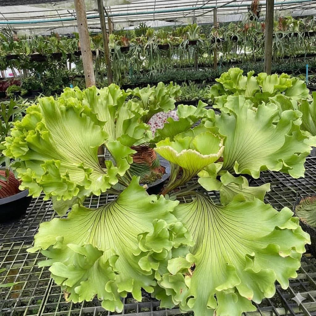 Platycerium ridleyi "Monkey King"