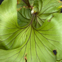 Platycerium ridleyi "Monkey King"