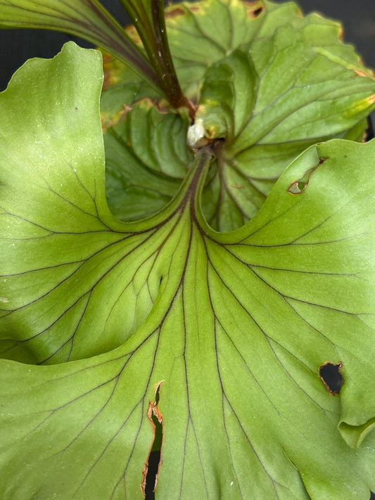 Platycerium ridleyi "Monkey King"