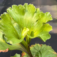 Platycerium ridleyi "Monkey King"