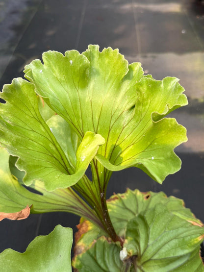 Platycerium ridleyi "Monkey King"