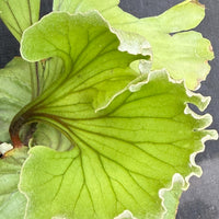 Platycerium ridleyi "Monkey King"