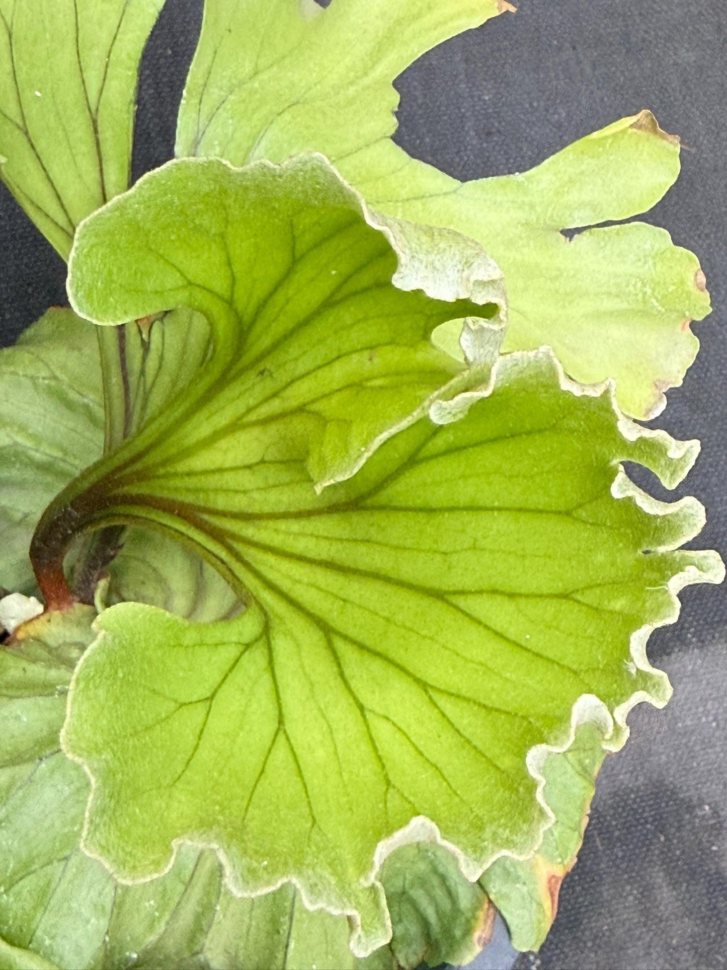 Platycerium ridleyi "Monkey King"