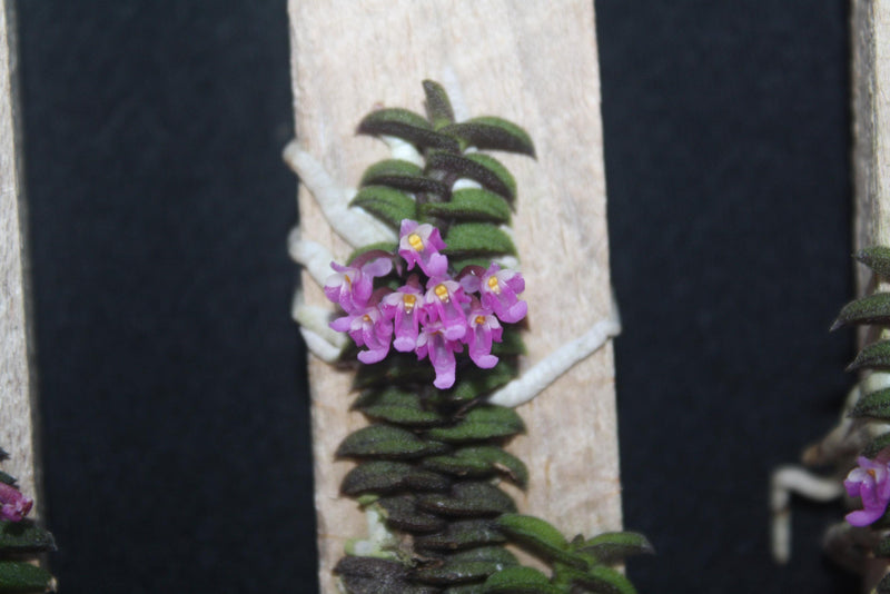 Schoenorchis scolopendria 1 Orchid Plant, Bloom Size,Mini Orchid Collection