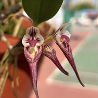 Bulbophyllum emarginatum