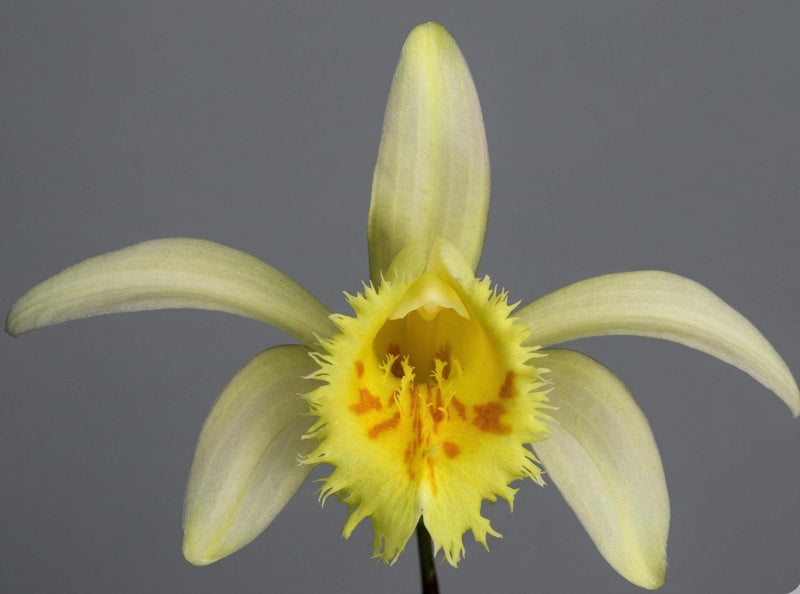 Pleione grandiflora Orchid Bulb, Bloom Size, Limited Collection