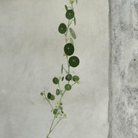 Stephania erecta