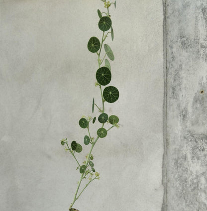 Stephania erecta