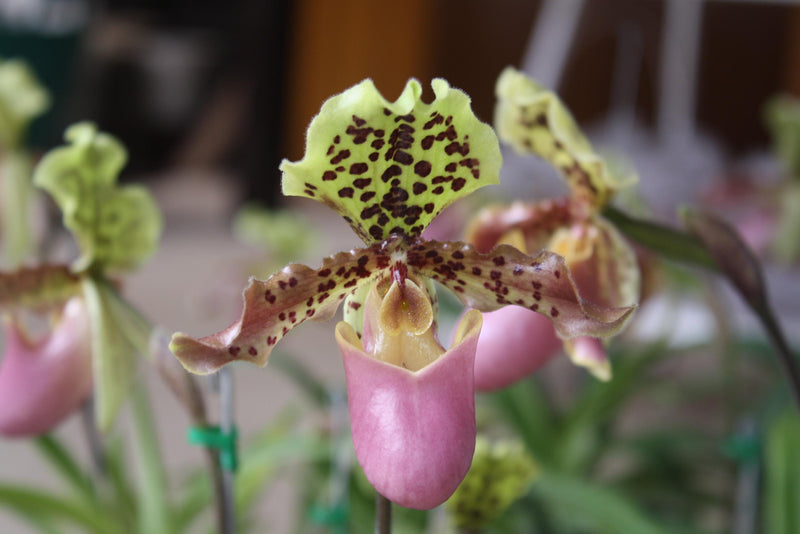 Paphiopedilum henryanum Orchid Plant – Bloom Size Lady Slipper Orchid
