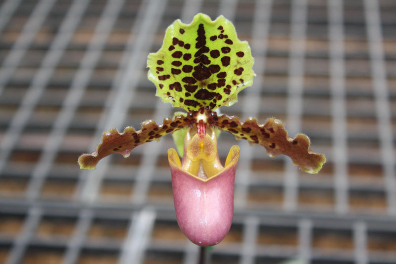 x 2 Paphiopedilum henryanum Orchid Plant – Bloom Size Lady Slipper Orchid