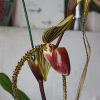 Paphiopedilum Prince Edward of York