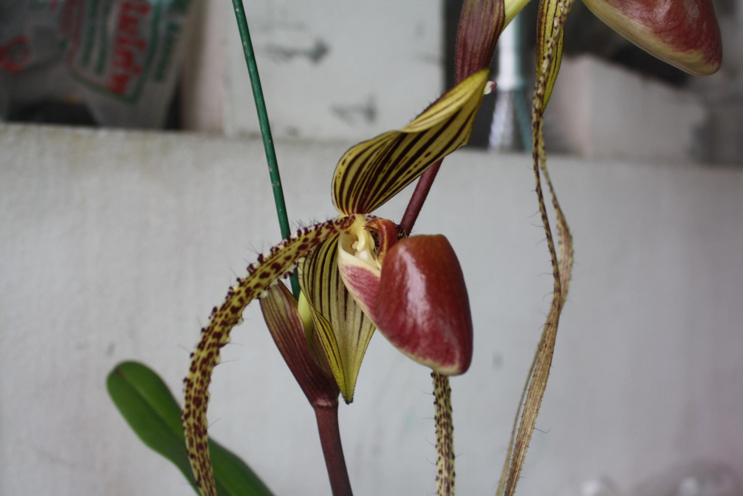 Paphiopedilum Prince Edward of York