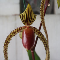 Paphiopedilum Prince Edward of York