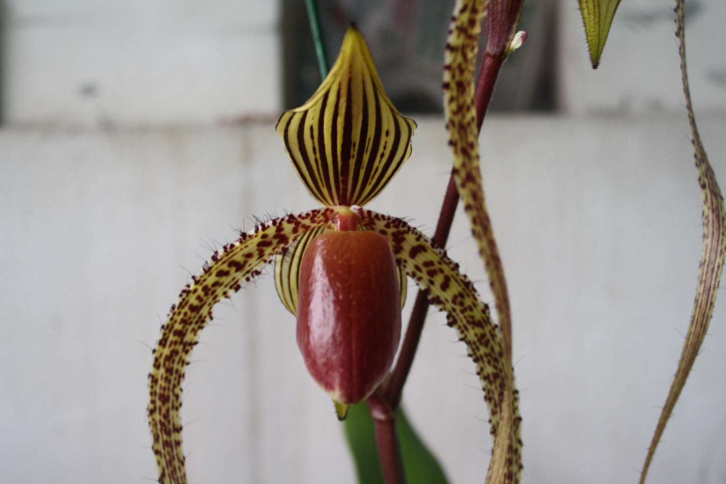 Paphiopedilum Prince Edward of York