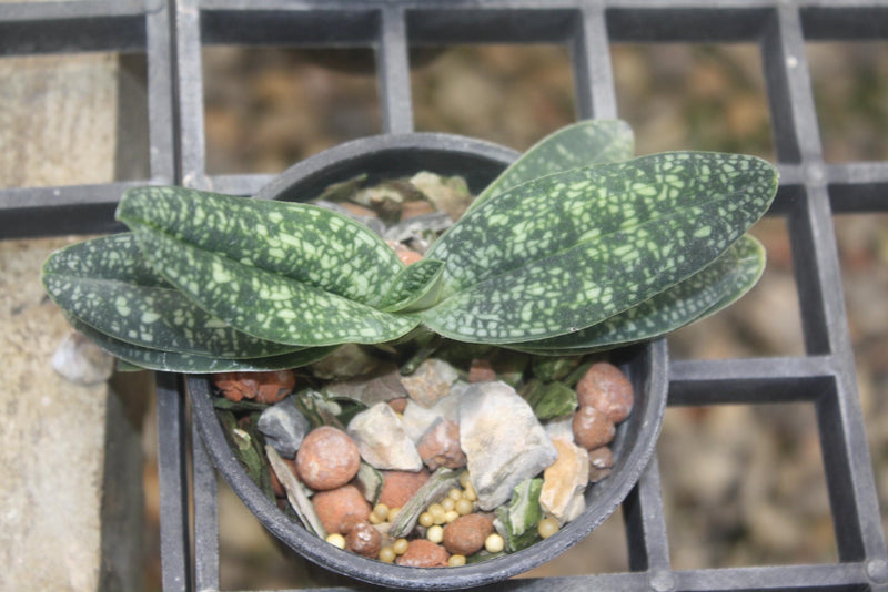 Paphiopedilum delenatii alba (f. alba) Orchid Plant – Bloom size Rare Lady Slipper Orchid