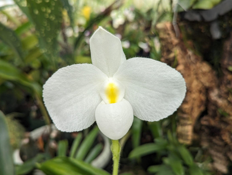 Paphiopedilum delenatii alba (f. alba) Orchid Plant – Bloom size Rare Lady Slipper Orchid