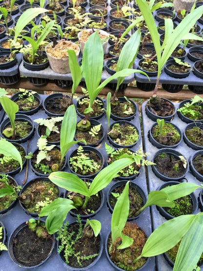 Pleione praecox
