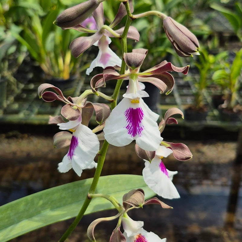 Encyclia cordigera 'Hinomaru' BM/JOGA : Mounted Epiphytic Species (Bloom Size)