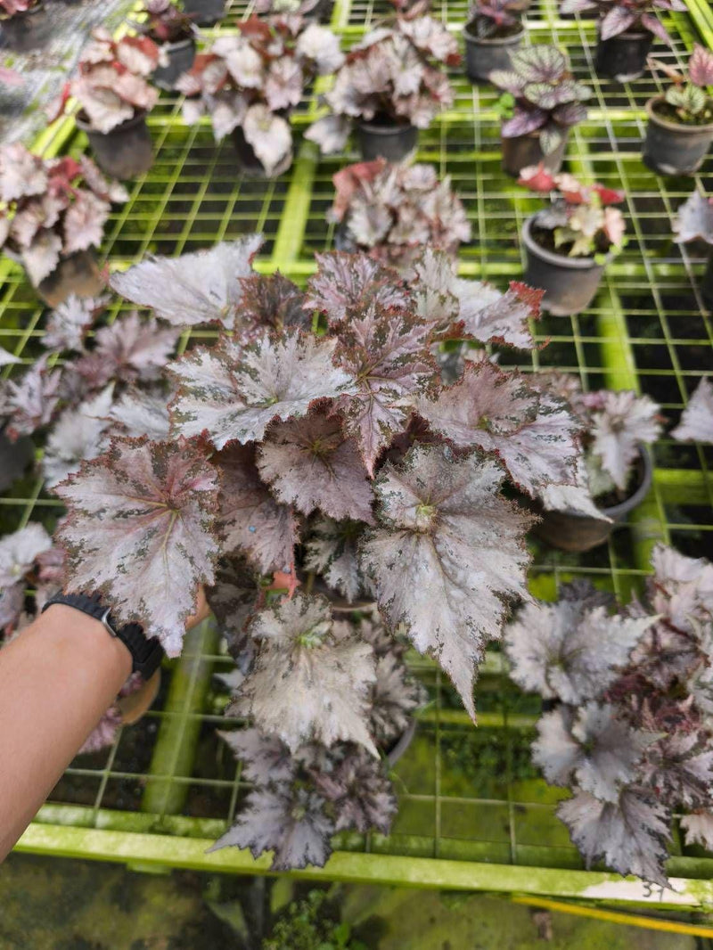 Rare Begonia Hybrid Stem Cutting | Exotic Polka Dot Foliage Terrarium Plant
