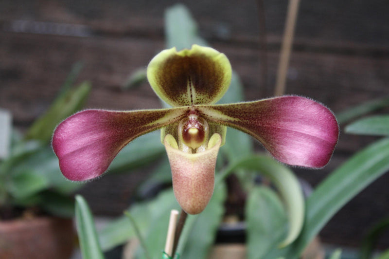 Paphiopedilum hirsutissimum Orchid Plant – Bloom Size Lady Slipper Orchid
