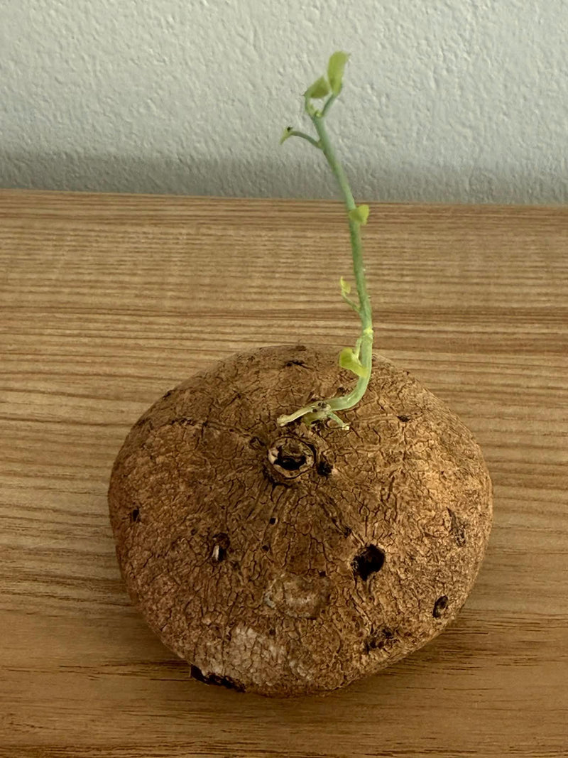Stephania erecta Minimal Caudex plant, Gesnerie, plants, houseplants, rare plants