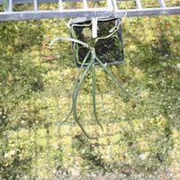 Paraphalaenopsis laycockii